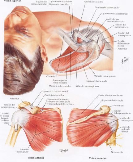sistema muscular del hombro