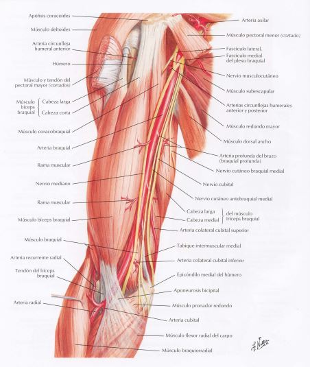 sistema nervioso del brazo