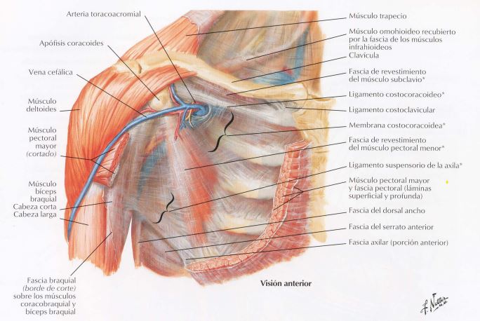 Articulación del hombro