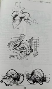 Articulación subastragalina.