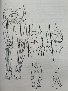 astragolos anatomia humana
