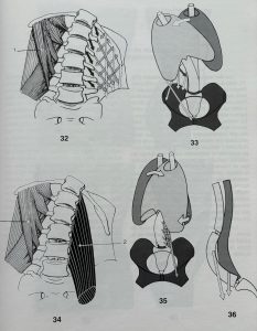 fisiologia tronco y raquis
