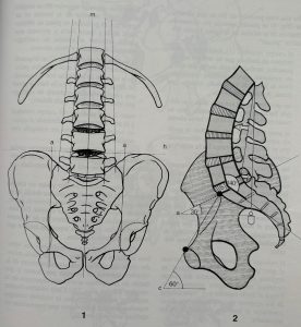 tronco y raquis anatomia