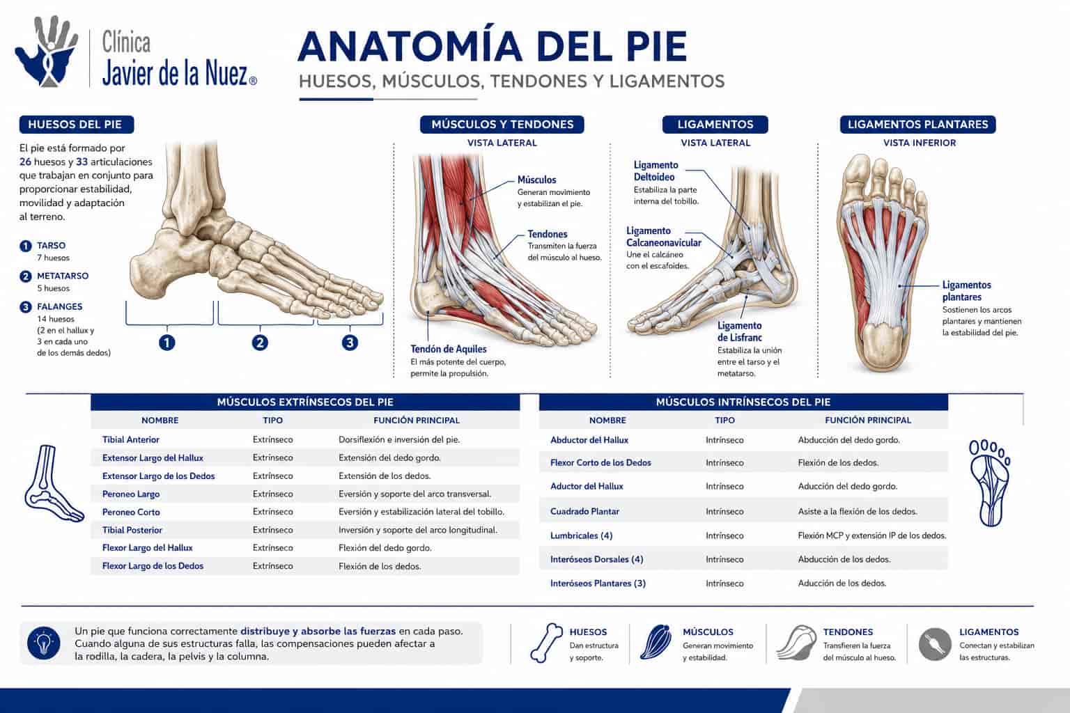 Infografia de anatomia del pie: huesos, musculos, tendones y ligamentos, por la Clinica Javier de la Nuez, osteopatia y fisioterapia en Mairena del Aljarafe