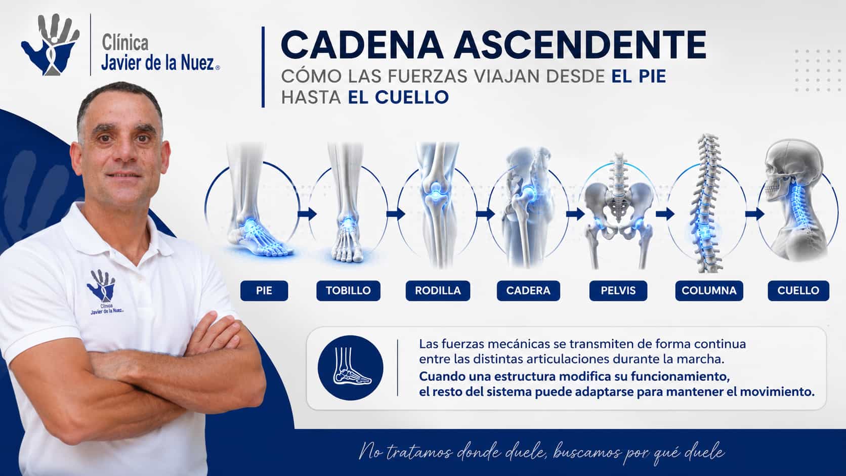 Cadena ascendente: como las fuerzas mecanicas viajan desde el pie hasta el cuello, explicado por Javier de la Nuez, osteopata y fisioterapeuta en Mairena del Aljarafe