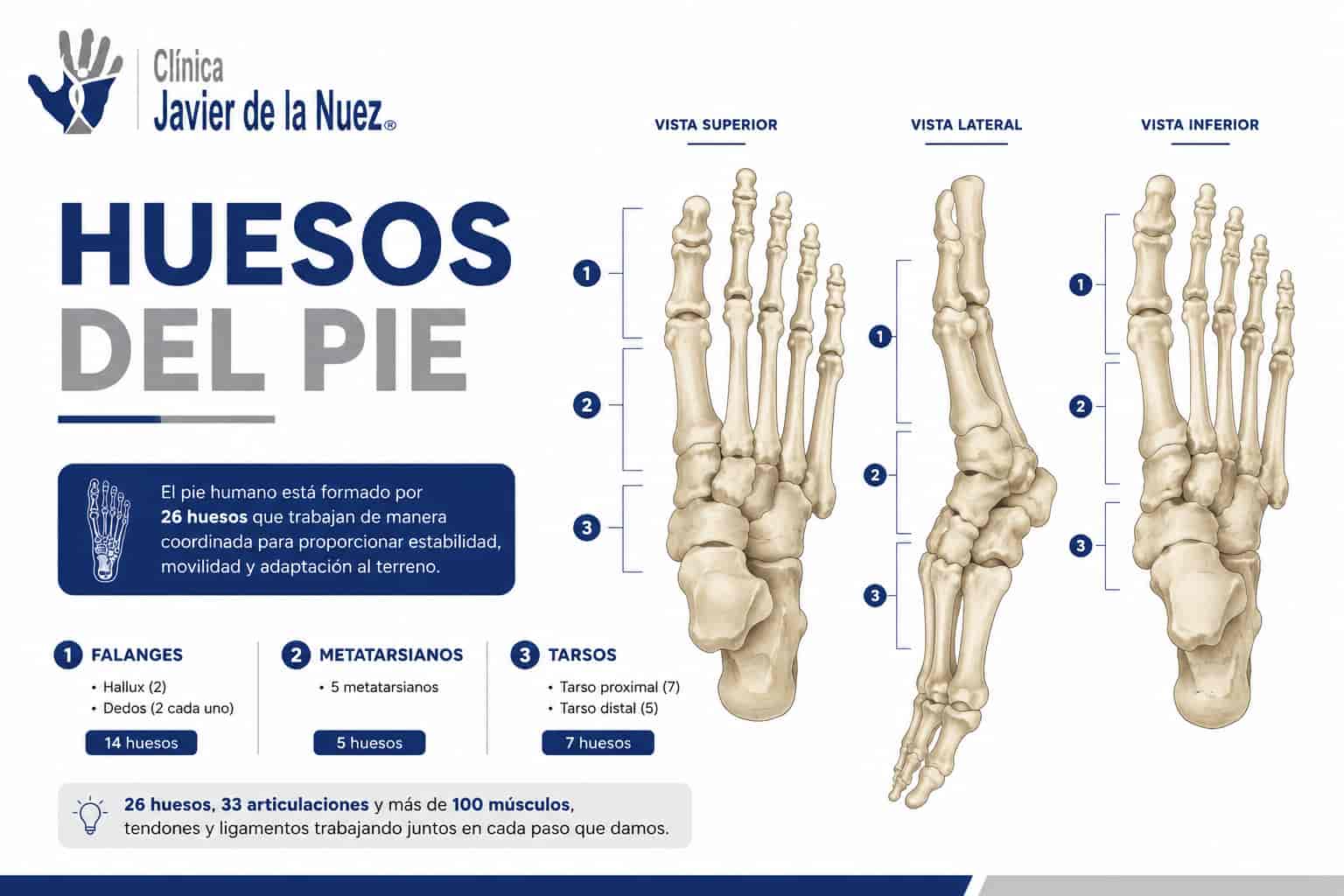 Por que Javier de la Nuez empieza sus tratamientos de osteopatia por el pie: el origen del dolor no siempre esta donde duele